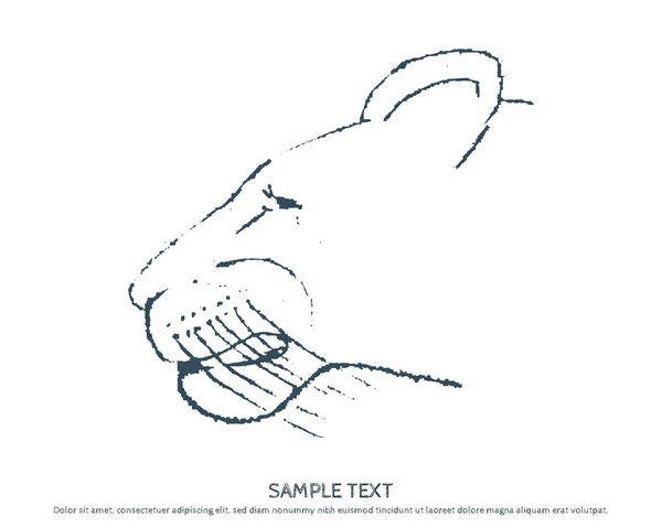 Sketch of head of a wild cat lionesses, Panthers. Design element — Stok Vektör