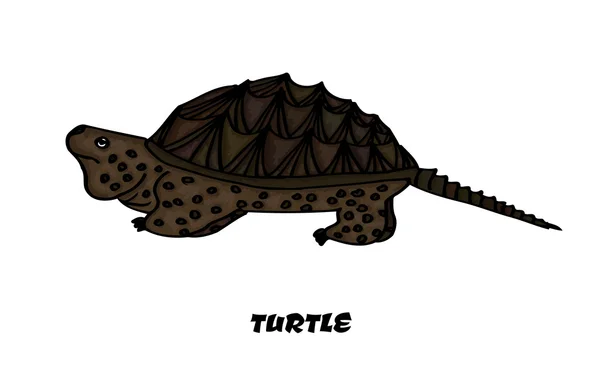 Tortuga kaimanawa aislada colorida para su diseño. Ilustración vectorial — Archivo Imágenes Vectoriales