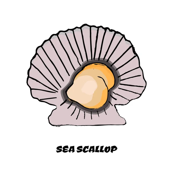 Colorful sketch scallop as a design element — Stock Vector