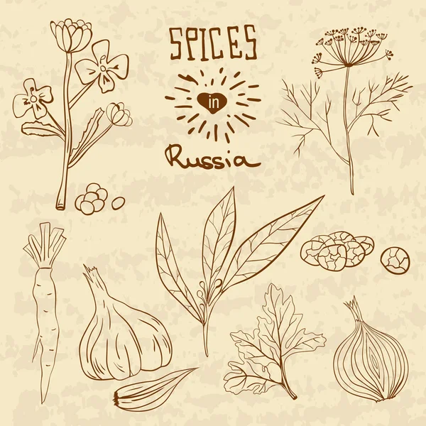 Spices in Russia. A collection of distinctive spices for the Russians. — Stockvector