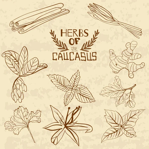 Especiarias do Cáucaso. Uma coleção de ervas e especiarias distintivas do Cáucaso . —  Vetores de Stock