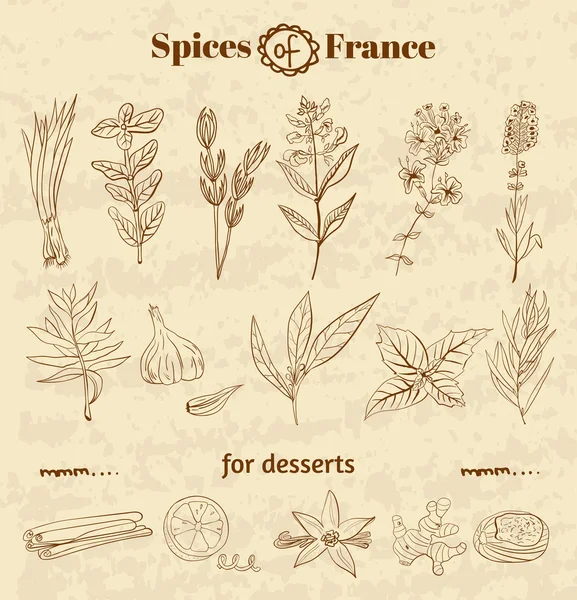 Especia en la cocina francesa. Hierbas utilizadas en Francia para cocinar platos y postres . — Vector de stock