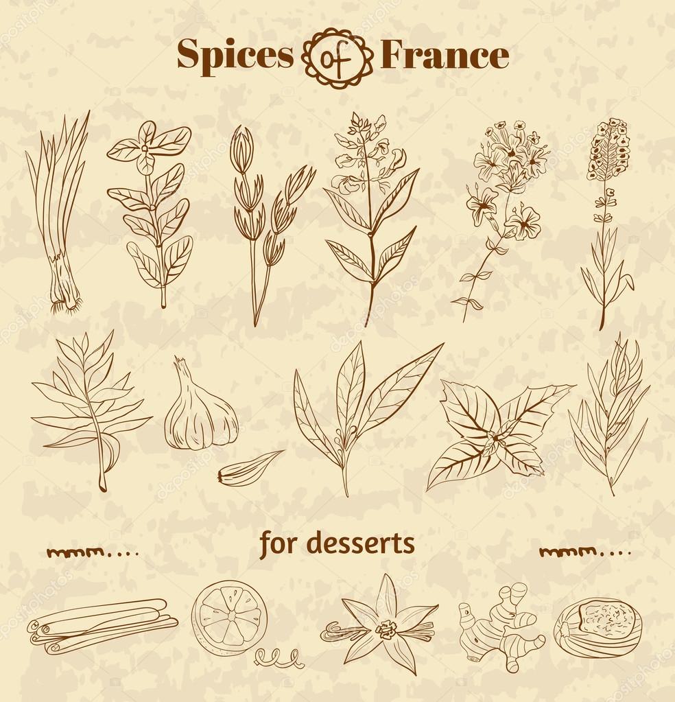 Spice in French cuisine. Herbs used in France for cooking dishes and desserts. Vector illustration