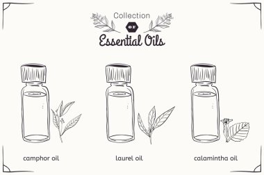 A set of essential oils in black and white style: camphor, Laurel, calamintha.  clipart
