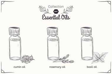 A set of essential oils in black and white style: cumin, rosemary, Basil.  clipart