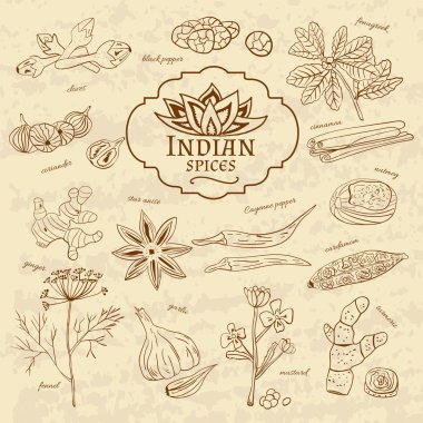 Set of spices and herbs cuisines of India on old paper in vintage style. Vector 