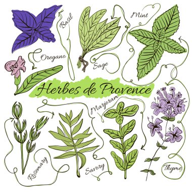A large set of isolated colorful spices and herbs from French Provence for design on white background. Herbes de Provence.  illustration