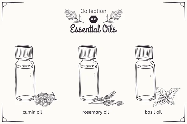 A set of essential oils in black and white style: cumin, rosemary, Basil. — Stock Vector