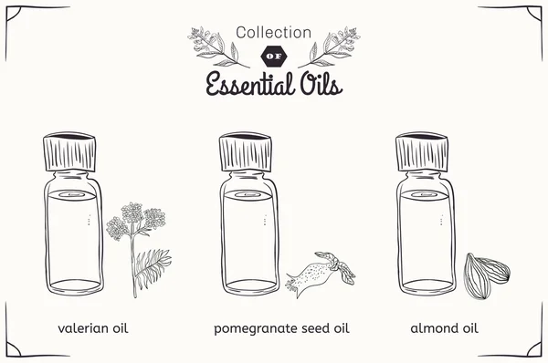 A set of essential oils in black and white style: Valerian, almonds, pomegranate seeds. — Stock Vector