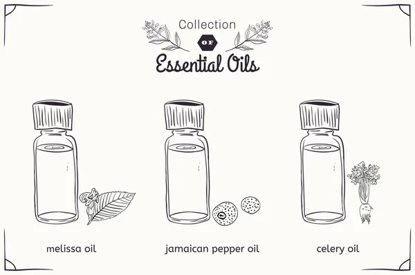 Sada esenciických olejů v černém a bílém stylu Melissa, jamajská paprika, celer. — Stockový vektor