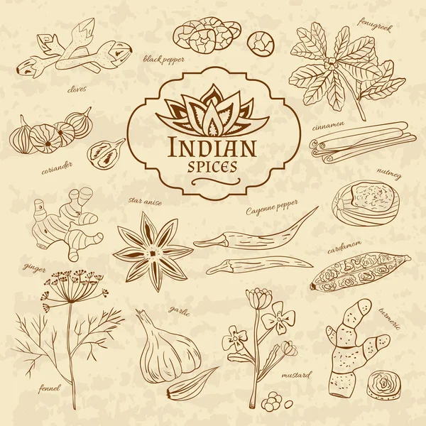 Ensemble d'épices et d'herbes cuisines de l'Inde sur vieux papier dans un style vintage. Vecteur — Image vectorielle