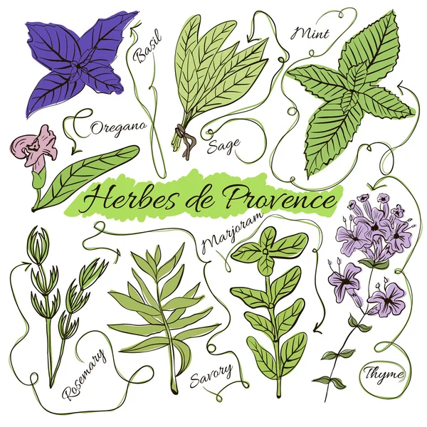 A large set of isolated colorful spices and herbs from French Provence for design on white background. Herbes de Provence.  illustration — 스톡 벡터