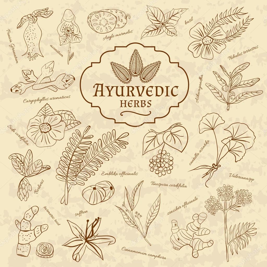 Retro illustration of Ayurvedic herbs. Set of web elements for the design
