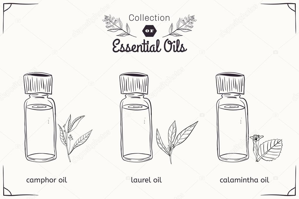 A set of essential oils in black and white style: camphor, Laurel, calamintha. 