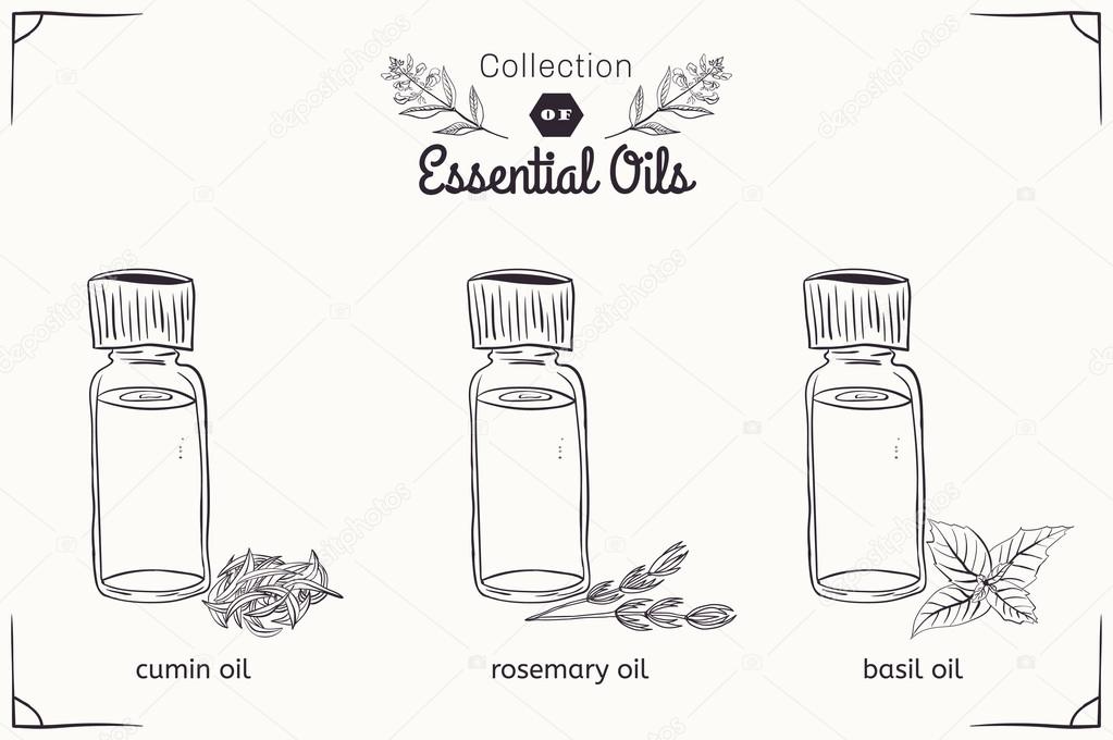 A set of essential oils in black and white style: cumin, rosemary, Basil. 