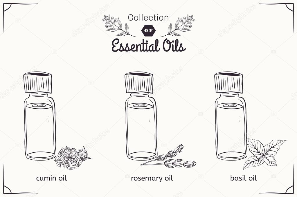 A set of essential oils in black and white style: cumin, rosemary, Basil. Vector illustration
