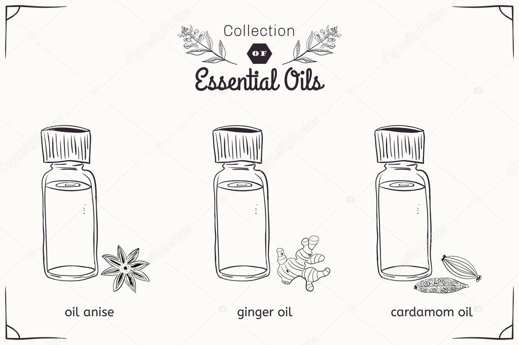 A set of essential oils in black and white style: anise, cardamom, ginger. Vector illustration