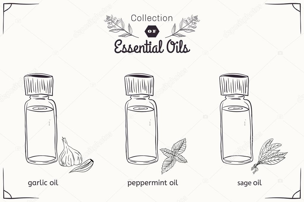 A set of essential oils in black and white style: mint, garlic, sage. Vector illustration