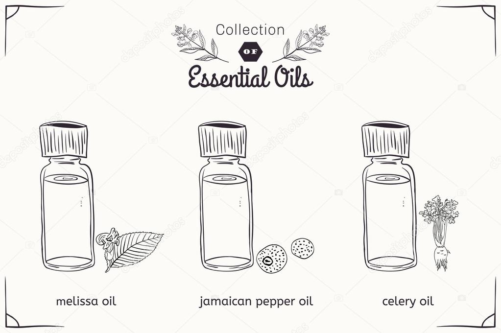 A set of essential oils in black and white style: Melissa, Jamaican pepper, celery. Vector illustration