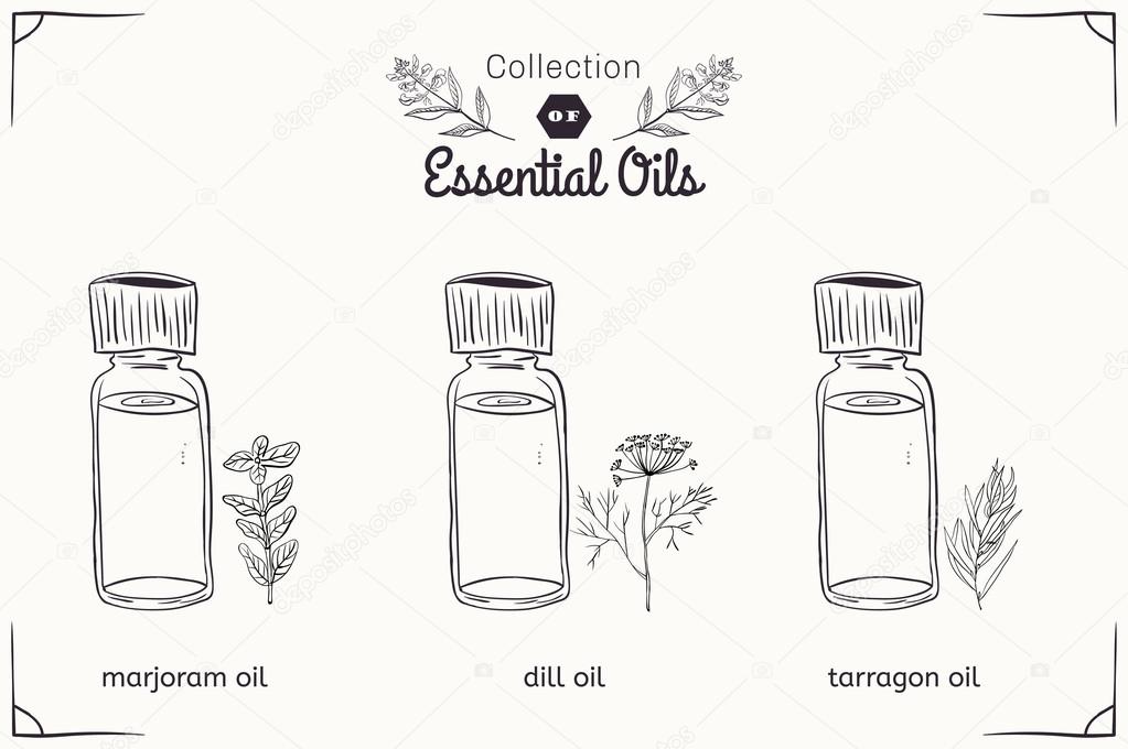 A set of essential oils in black and white style: marjoram, dill, tarragon. Vector illustration