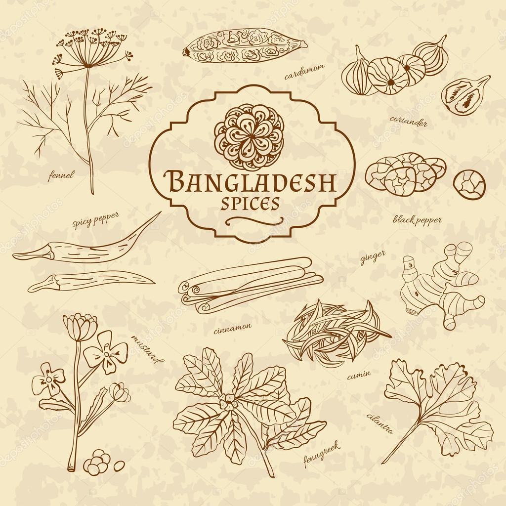Set of spices and herbs cuisines of Bangladesh on old paper in vintage style. Vector illustration