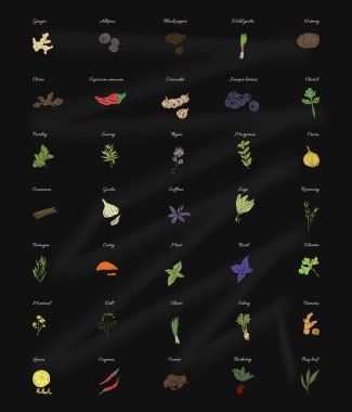 Collection of herbs and spices for the kitchen on the blackboard. Vector