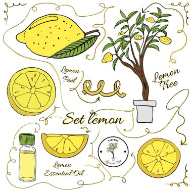 A large set of isolated colorful lemon elements for design on white background. illustration clipart