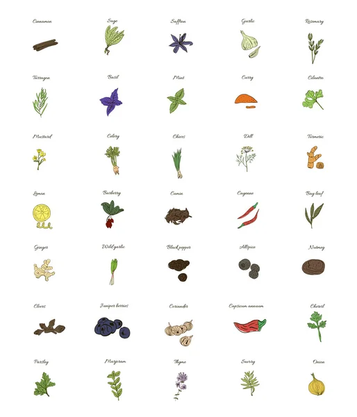 A large set of isolated herbs and spices for cooking on white background.  illustration — ストックベクタ