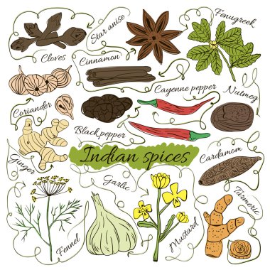 Yerel elle çizilmiş otlar ve baharatlar yemeklerin dünya beyaz arka plan üzerinde renkli yalıtılmış kümesi. Gösteren oklar. Gizemli Hindistan. Vektör 