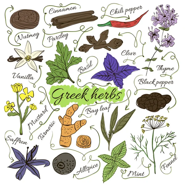 Színes szigetelt készlet helyi kézzel rajzolt gyógynövények és fűszerek, a világ, a fehér háttér előtt. A jelző nyilak. Ősi Görögország. Vektor — Stock Vector