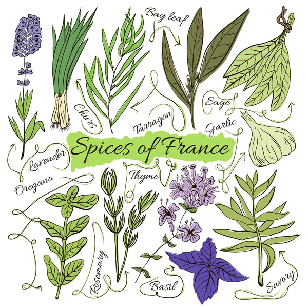 Colorful insulated set of local hand drawn herbs and spices dishes of the world on white background. The indicating arrows. Favourite France. Vector — Stock Vector