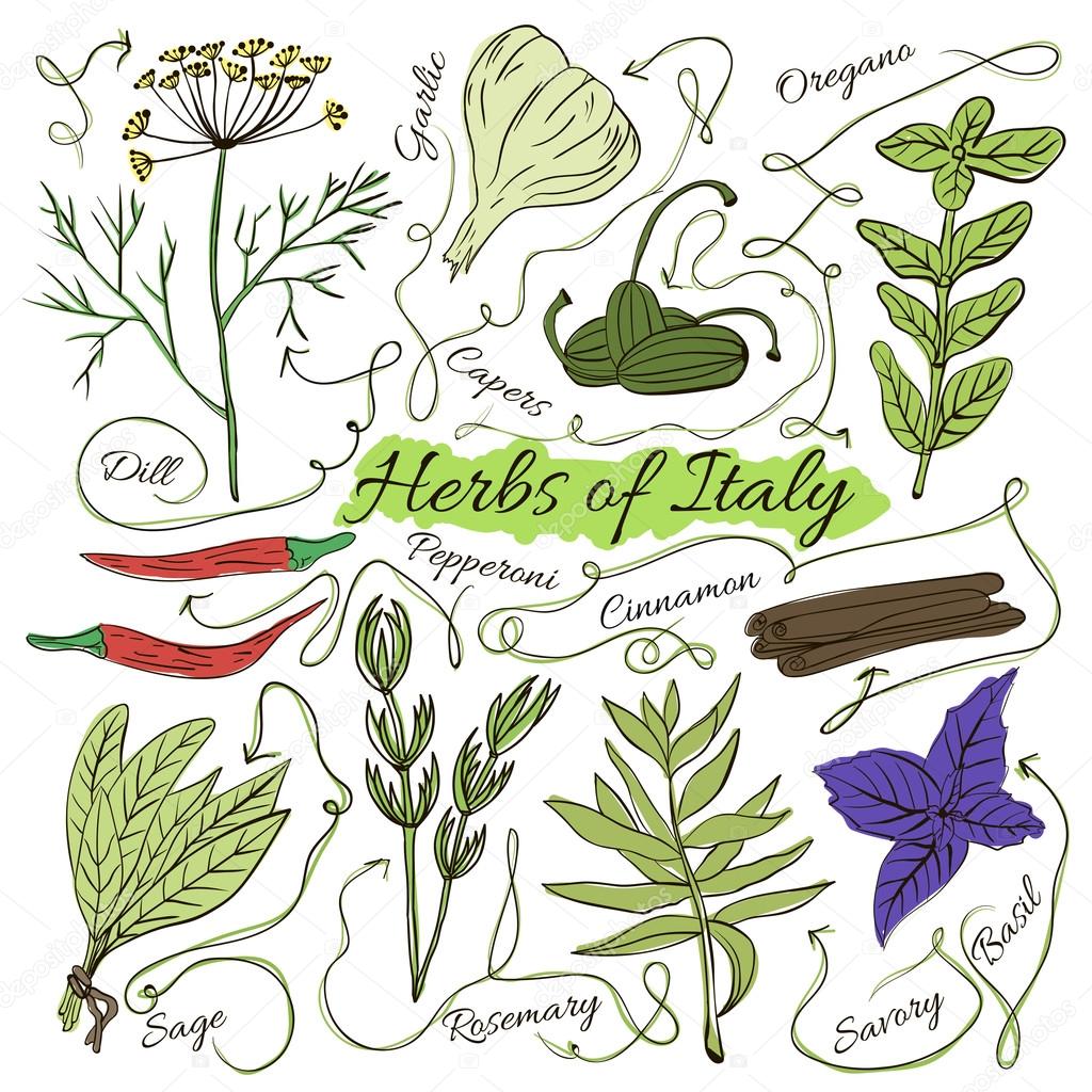 Colorful insulated set of local hand drawn herbs and spices dishes of the world on white background. The indicating arrows. Italy. Vector 