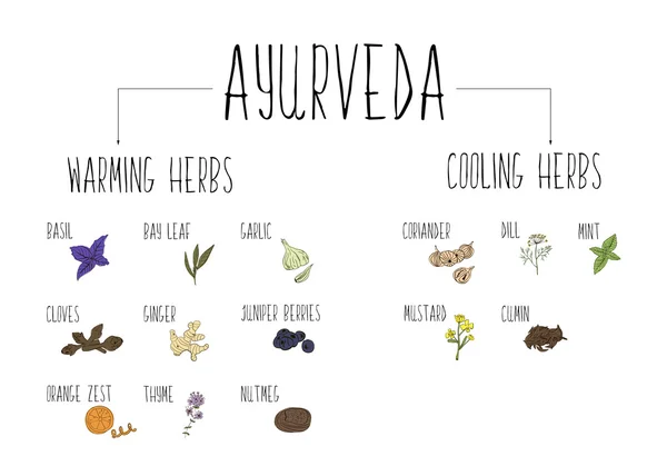 Hand-sketched collection of elements of Ayurvedic spices in our kitchen. Warming and cooling Herbs and supplements Ayurveda. — ストックベクタ