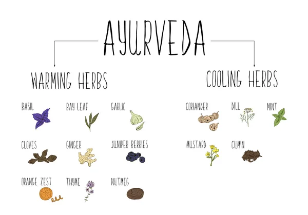 Collection d'épices ayurvédiques esquissée à la main dans notre cuisine. Réchauffement et refroidissement Herbes et suppléments Ayurveda . — Image vectorielle