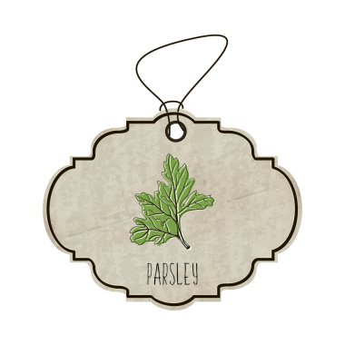 Handdrawn illustration from the collection of spices and herbs. The old label in retro style with colorful fragrant parsley. Vector