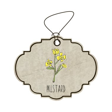 Handdrawn illustration from the collection of spices and herbs. The old label in retro style with colorful fragrant flower of mustard. Vector