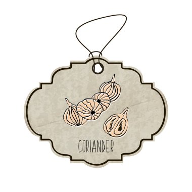 Handdrawn illustration from the collection of spices and herbs. The old label in retro style with colorful fragrant coriander. Vector