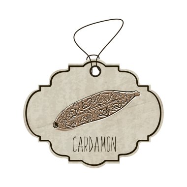 Handdrawn illustration from the collection of spices and herbs. The old label in retro style with colorful fragrant cardamon. Vector