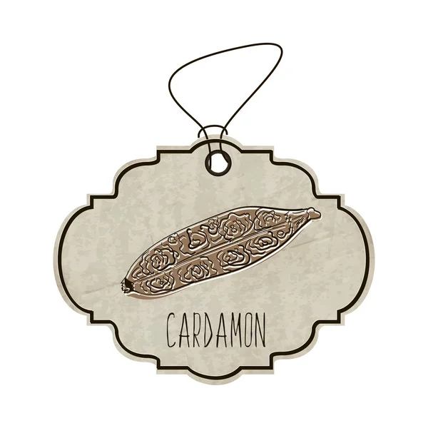 Handdrawn illustration from the collection of spices and herbs. The old label in retro style with colorful fragrant cardamon. Vector