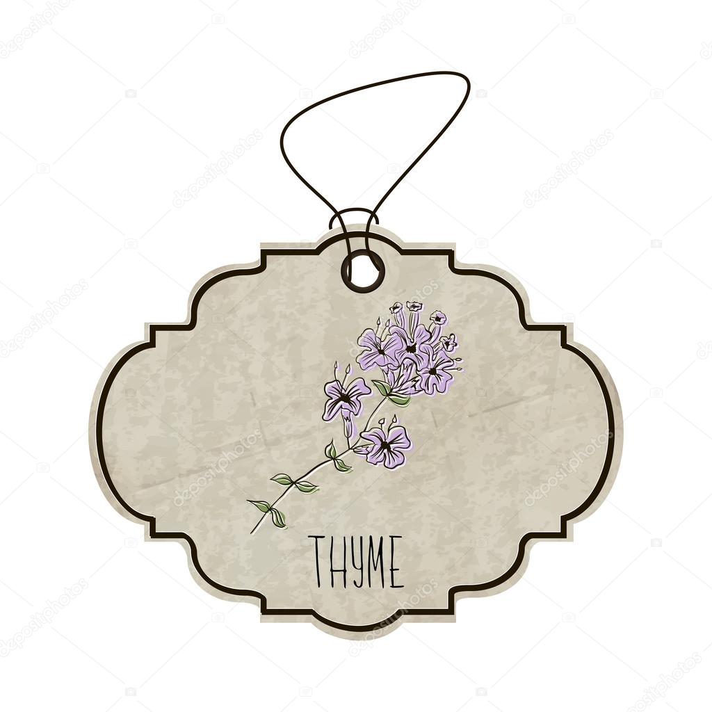 Handdrawn illustration from the collection of spices and herbs. The old label in retro style with colorful fragrant sprig of thyme. Vector