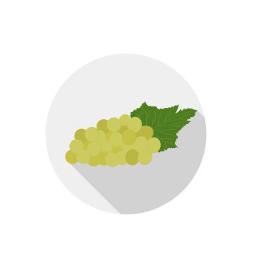 Isolated flat icon of vegetarian food fruits on white background. Ripe green grapes. Vector
