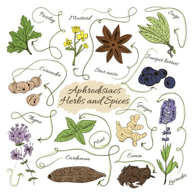 Hand drawn vector collection of spices and herbs aphrodisiacs