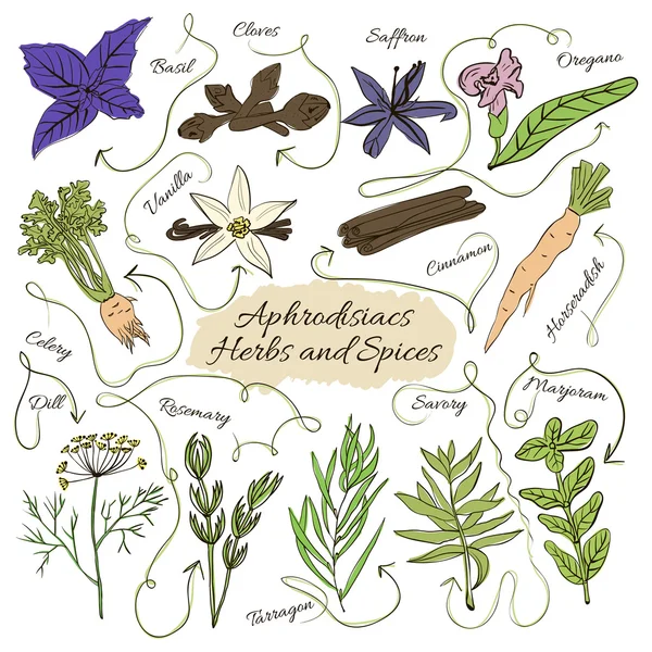 Colección vectorial dibujada a mano de especias con feromonas afrodisíacas y hierbas — Vector de stock