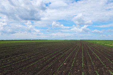 Güzel mavi gökyüzü ile tarım alanı 