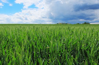 Fırtınalı gökyüzü ile buğday tarlası