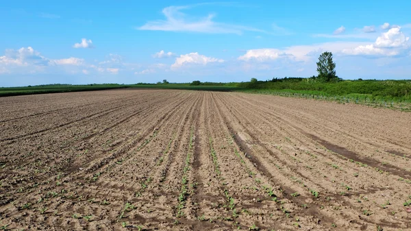 Terreno arato con bel cielo blu — Foto Stock