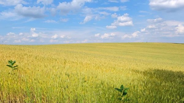 Campo de trigo con bonito cielo azul — Foto de Stock