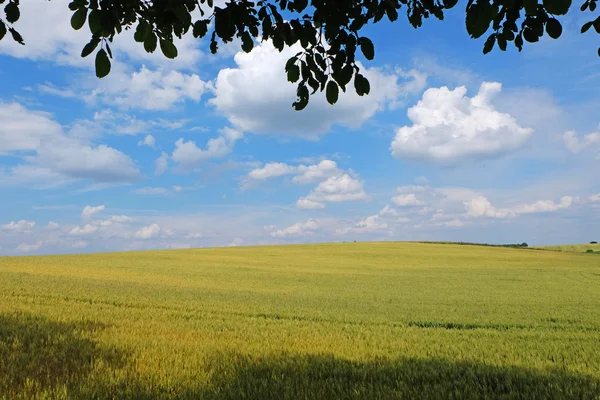 Campo de trigo con bonito cielo azul — Foto de Stock