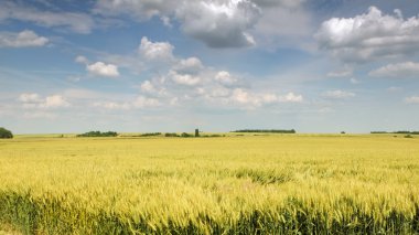 Buğday alan güzel mavi gökyüzü ile