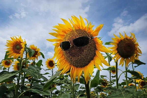 Girassol com óculos de sol — Fotografia de Stock